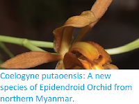 https://sciencythoughts.blogspot.com/2017/08/coelogyne-putaoensis-new-species-of.html