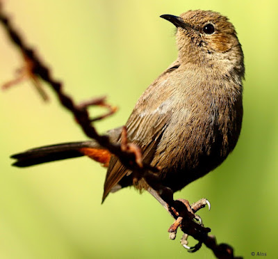 "Perched on a rusty barbed wire the Indian Robin - Copsychus fulicatus."