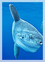 The ocean sunfish facts