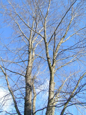 pictures of trees in the winter