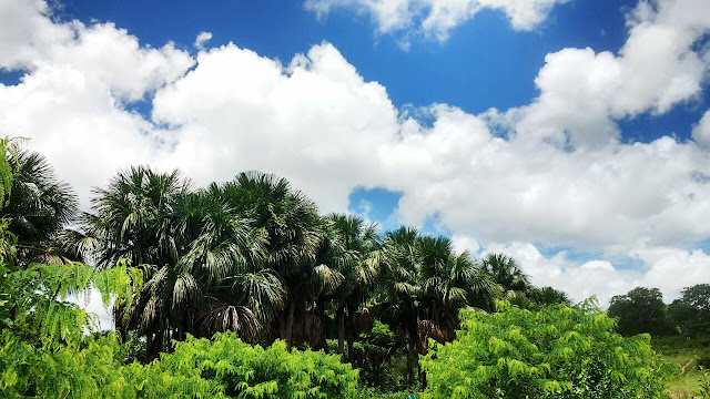 ensaio-na-fazenda