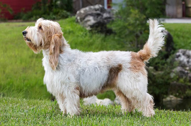 scenthound-dog-breeds