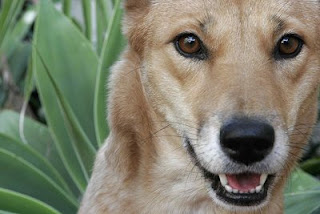 Dingo image