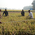 Begini Cara Babinsa Pungging Bersama PPL Menghitung Produksi Padi Di Sawah