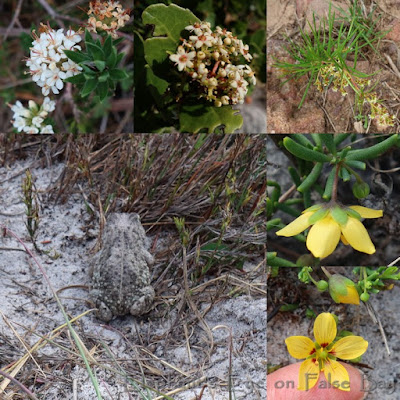 May flowers on Elsies Peak with sand toad