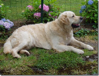 perros-raza-golden-retriever