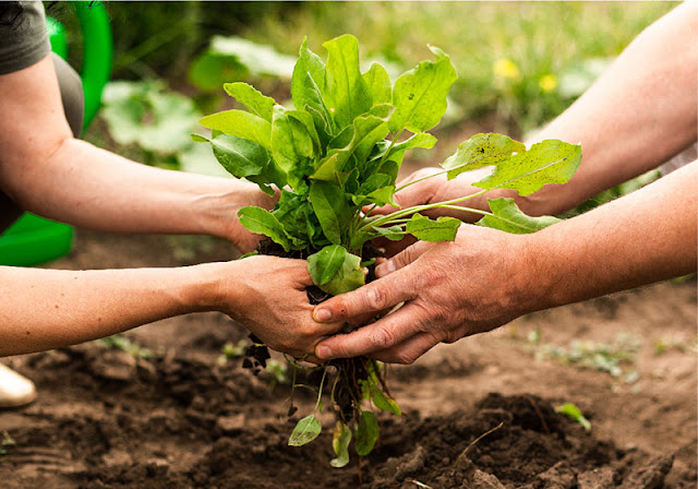 How Plant-Based Meat Diet Can Save The World, Phuture Daging, Plant Based Meat, Vegetarian, Environment Sustainability,  Vegan, Foo