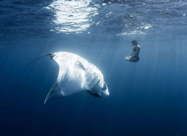 12 Frightening Pictures That Made Us Reconsider About Swimming In The Ocean