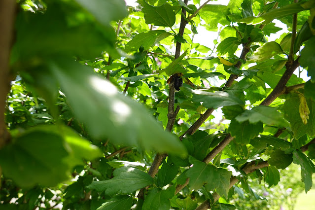 鳥取県米子市両三柳　弓ヶ浜公園　槿（ムクゲ）