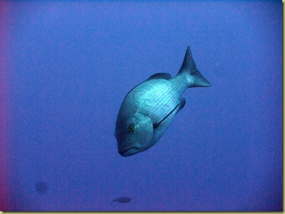 LBS Fish Trevally