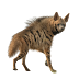 Harsh Realities of Hyenas: Struggles in a Matriarchal Society