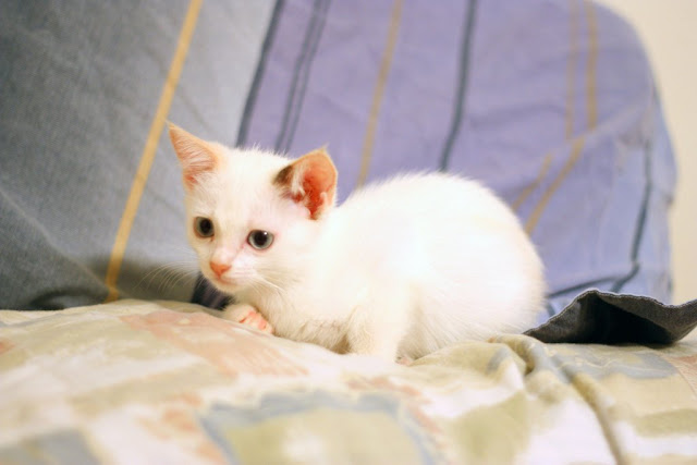 Kitten and rat are best friends, interspecies friends, rat and kitten, rat, kitten