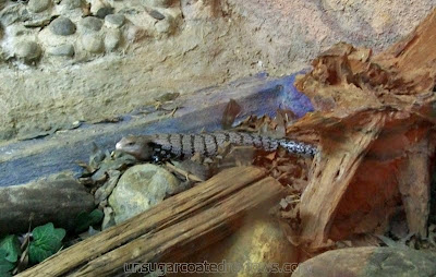 lizards at Zoobic Safari Serpentarium