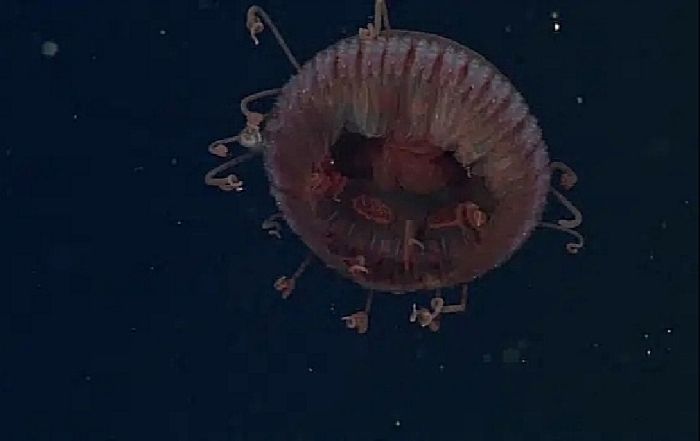 Hallazgo de la medusa Atolla reynoldsi