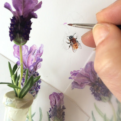 Andrena fulva, Tawny Mining Bee illustration with Spanish lavender being painted in watercolour on Botanical Ultra Smooth Paper by Shevaun Doherty 