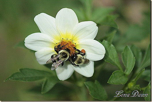 Dahlia_Bumblebees