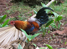 feral chicken, Kauai