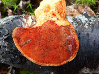 Trametes cinnabarina - Tramète cinabre - Polypore cinabre 