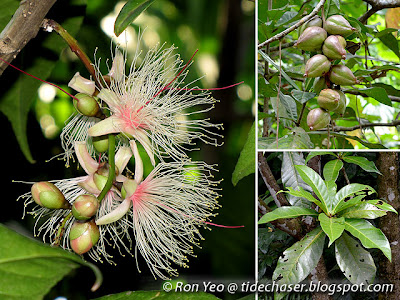 Powder-puff Tree (Barringtonia racemosa)