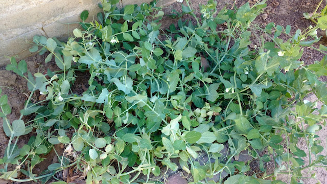 Jumbled pea bed after culling the fibrous plants