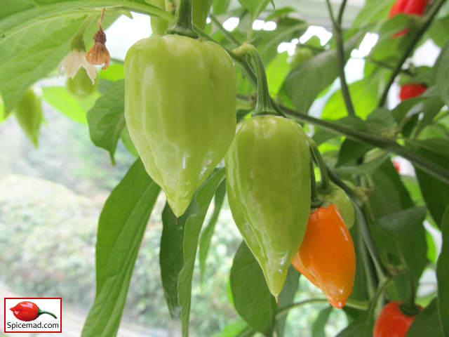 Red Mayan Habanero - 5th October 2019