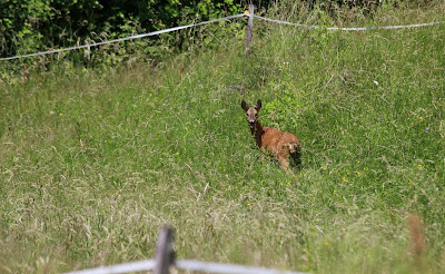 biche photo planete parentage blogspot, reconnexion des enfants avec la nature,  devenir passeur de nature, comment élever un enfant sauvage en ville