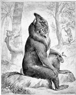 Mandrill - Sketch for the Museum Leverianum; Charles Reuben Ryley