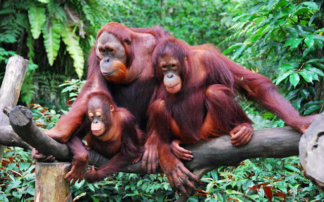 orangutan