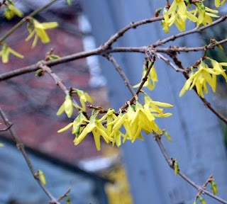 forsythia