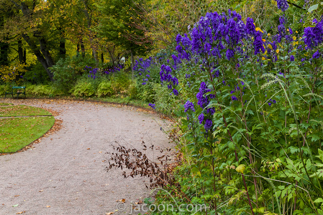 Oktober-stormhatten, Aconitum carmichaelii