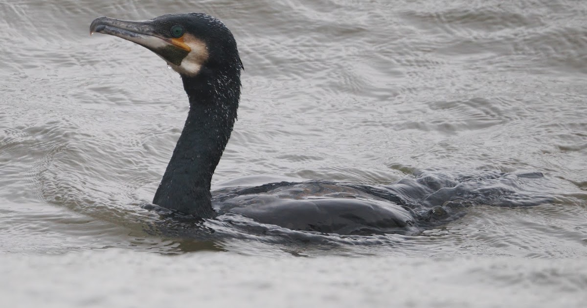 stonefactionbirding2014.blogspot.com