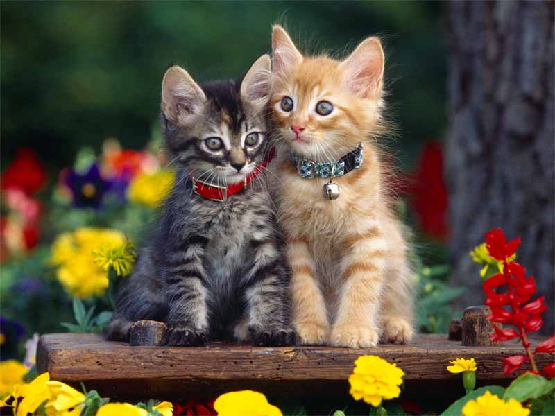 Hd Wallpapers Kitten Wallpapers Images, Photos, Reviews