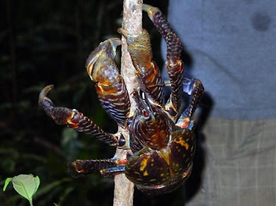 Coconut crab - 16 Pics+Video Seen On www.coolpicturegallery.net