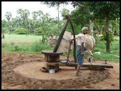 Myanmar, Bagan, Making liquor, 8 September 2012 (1)