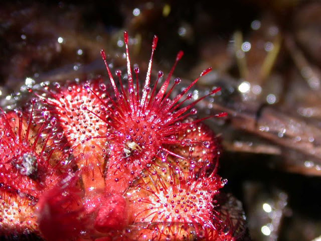 onde-plantar-drosera-tentaculata