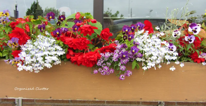 Trailing, Upright, Colorful Window Box Annuals www.organizedclutterqueen.blogspot.com