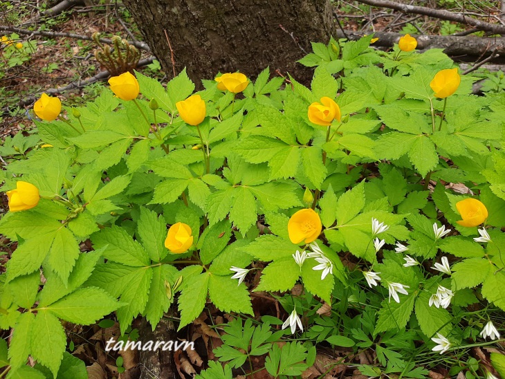 Ллойдия трёхцветковая (Lloydia triflora, =Ornithogalum triflorum, =Gagea triflora)