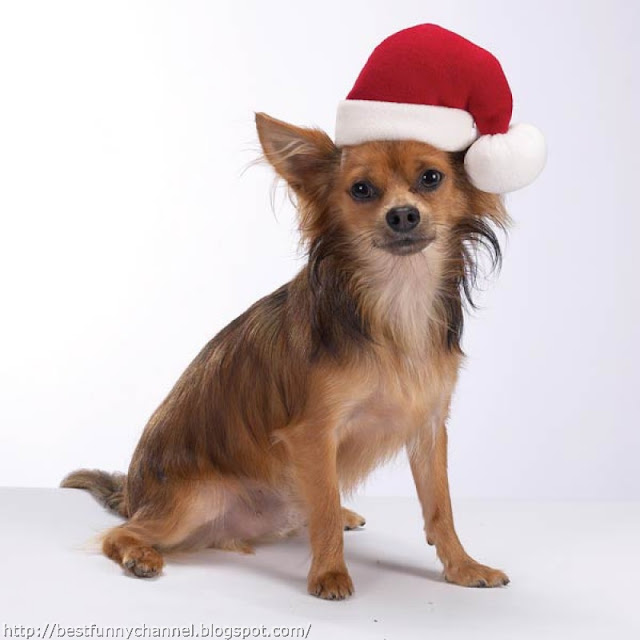 Cute  Christmas  dog.