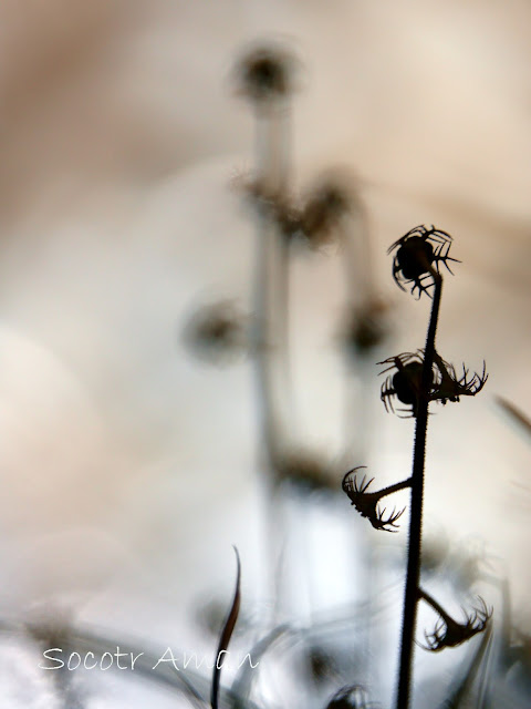 Mitella pauciflora