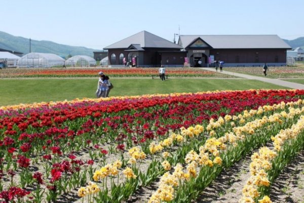 日本北海道赏花花期攻略 每个季节都有哦 别错过啦 Cuti Trip 日本北海道赏花花期攻略 每个季节都有哦 别错过啦 Cuti Trip