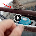 ELDER MAN FINDS A BIRD FROZEN TO PIPE. HIS INGENIOUS RESCUE WENT VIRAL OVERNIGHT