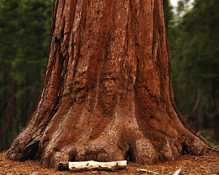 Top Tree Trunk