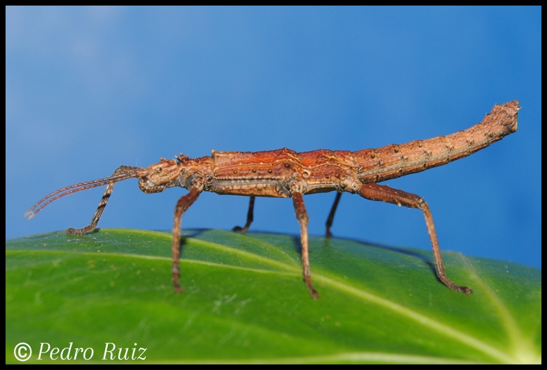 Ninfa macho L4 de Tisamenus serratorius, 3,8 cm de longitud