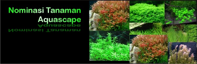 Nominasi Tanaman Aquascape (1)