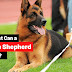 How Fast Can a German Shepherd Run?