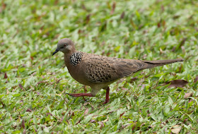 Spotted Dove - Singapore Botanic Gardens
