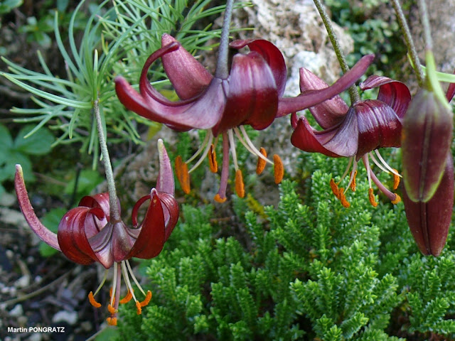 Лилия сосочконосная (Lilium papilliferum)