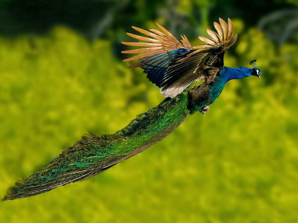 Flying Peacock Hd Wallpaper Hd Wallpaper Pictures Afalchi Free images wallpape [afalchi.blogspot.com]