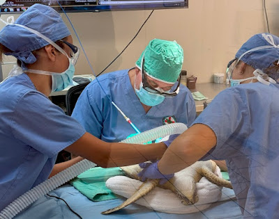 Sea turtle having surgery to remove tumours