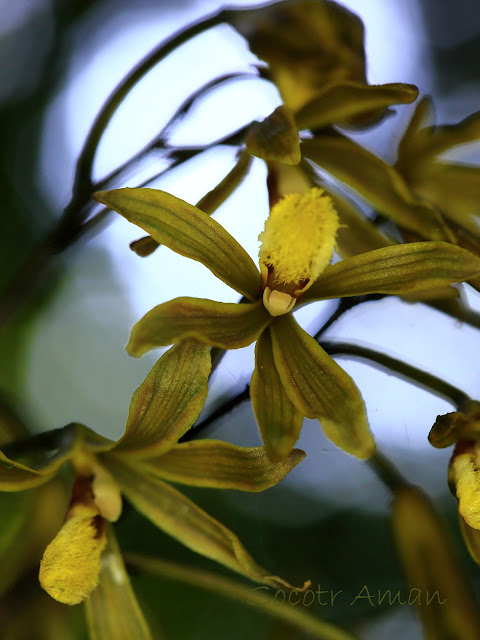 Lecanorchis japonica